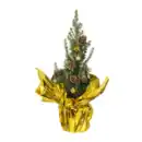 Bild 3 von GARDENLINE Zuckerhutfichte