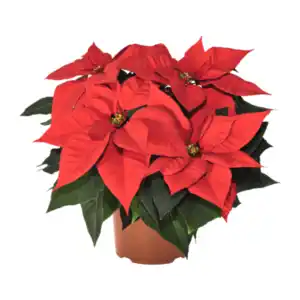 GARDENLINE Weihnachtsstern