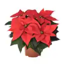 Bild 1 von GARDENLINE Weihnachtsstern