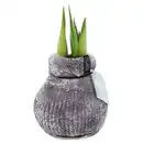 Bild 1 von GARDENLINE Amaryllis in Samtsocke