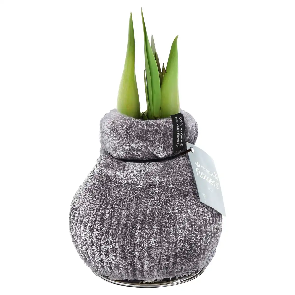 Bild 1 von GARDENLINE Amaryllis in Samtsocke