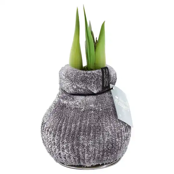 Bild 1 von GARDENLINE Amaryllis in Samtsocke