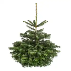 Weihnachtsbaum Nordmanntanne gesägt 100-130 cm