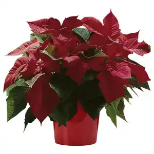 Weihnachtsstern, Euphorbia pulcherrima, Blütenfarbe: gelb