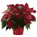 Bild 1 von Weihnachtsstern, Euphorbia pulcherrima, Blütenfarbe: gelb