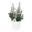 Bild 2 von GARDENLINE Chamaecyparis