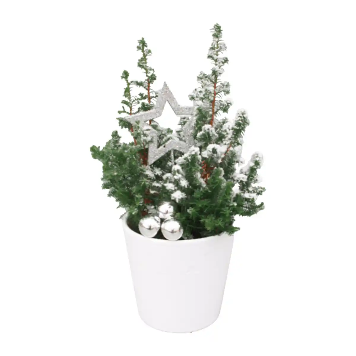 Bild 2 von GARDENLINE Chamaecyparis