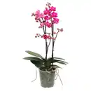 Bild 1 von GARDENLINE Orchidee Multiflora
