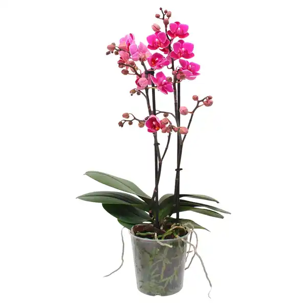 Bild 1 von GARDENLINE Orchidee Multiflora