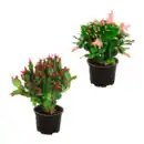 Bild 1 von GARDENLINE Weihnachtskaktus (Schlumbergera)