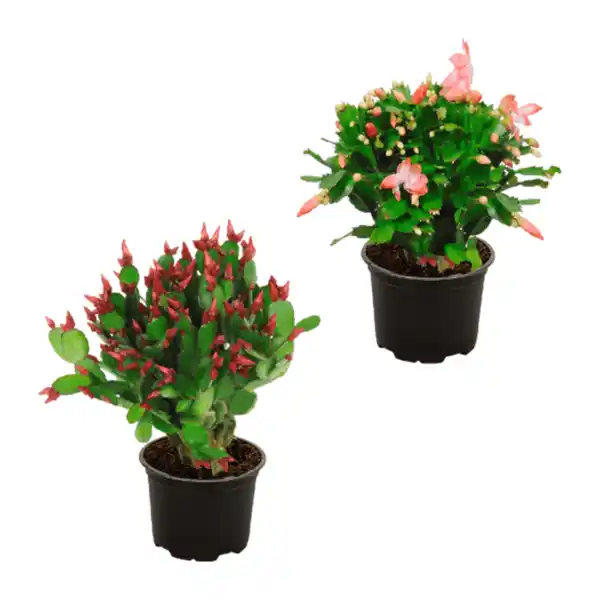 Bild 1 von GARDENLINE Weihnachtskaktus (Schlumbergera)