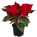 Bild 1 von toom Fairtrade Weihnachtsstern rot 10,5 cm Topf