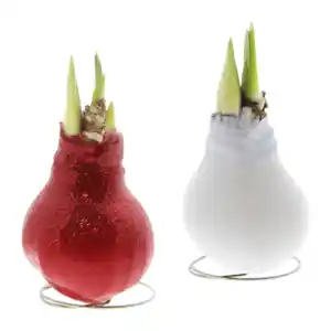 GARDENLINE Amaryllis, gewachst