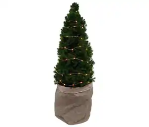 Zuckerhutfichte m Lichterkette, ca. 80 cm