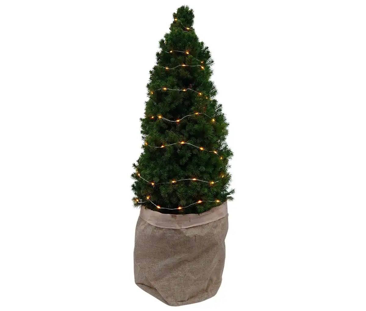 Bild 1 von Zuckerhutfichte m Lichterkette, ca. 80 cm