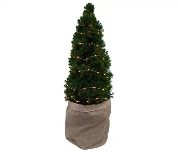 Bild 1 von Zuckerhutfichte m Lichterkette, ca. 80 cm