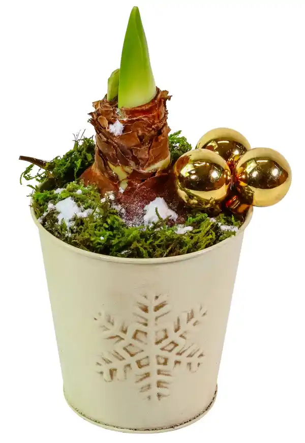 Bild 1 von Amaryllis