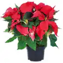 Bild 1 von Weihnachtsstern