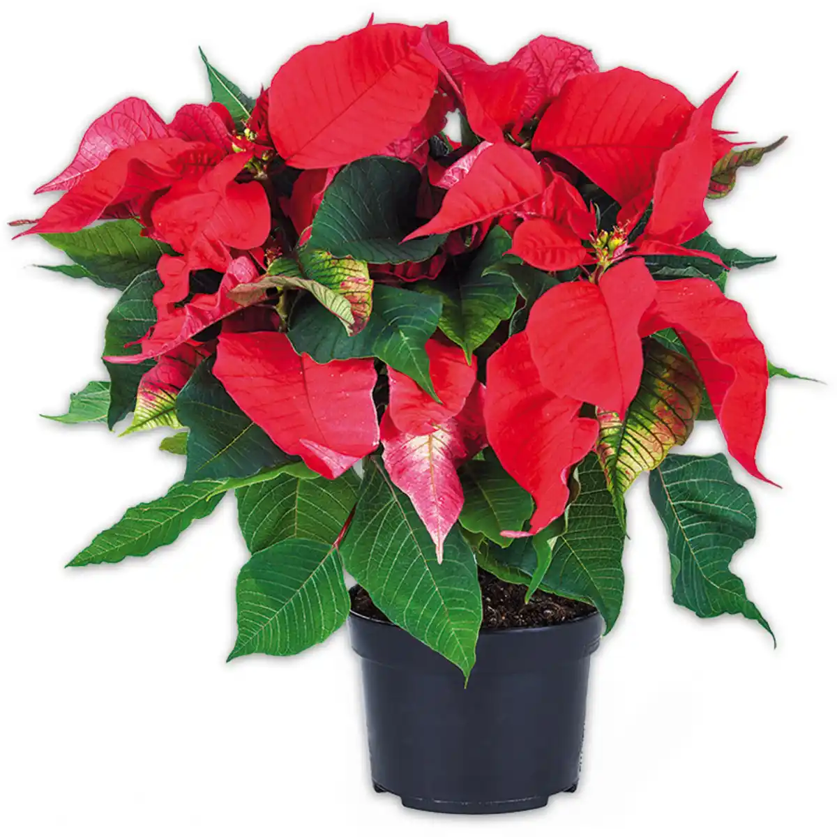 Bild 1 von Weihnachtsstern