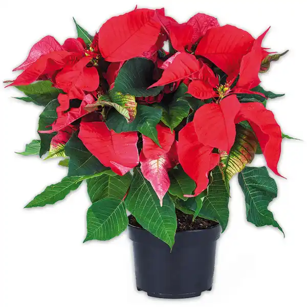 Bild 1 von Weihnachtsstern