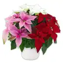 Bild 1 von Princettia Trio