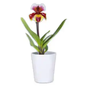 Orchidee Frauenschuh "Paphiopedilum"