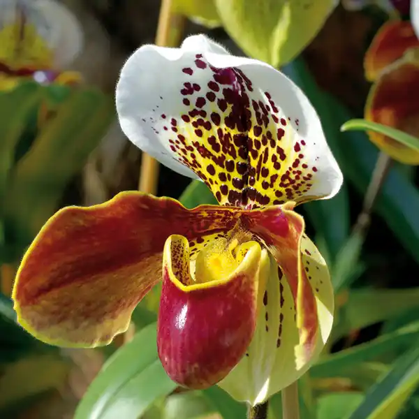 Bild 2 von Orchidee Frauenschuh "Paphiopedilum"
