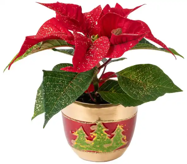 Bild 2 von Mini Zauberstern im Keramik-Übertopf