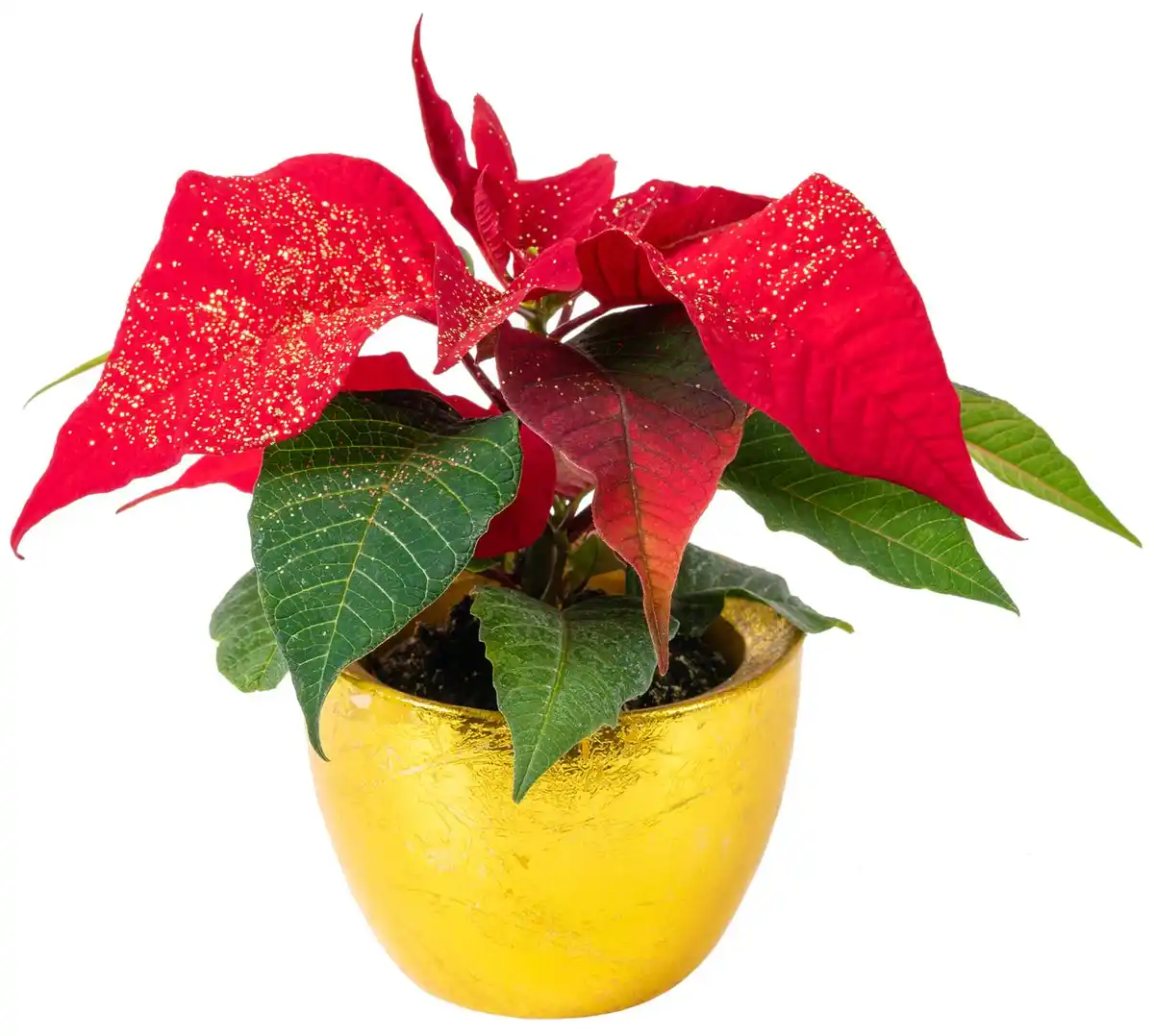 Bild 1 von Mini Zauberstern im Keramik-Übertopf