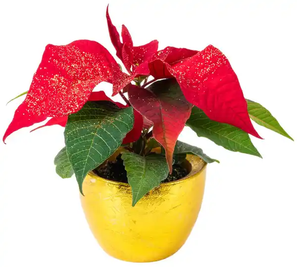 Bild 1 von Mini Zauberstern im Keramik-Übertopf