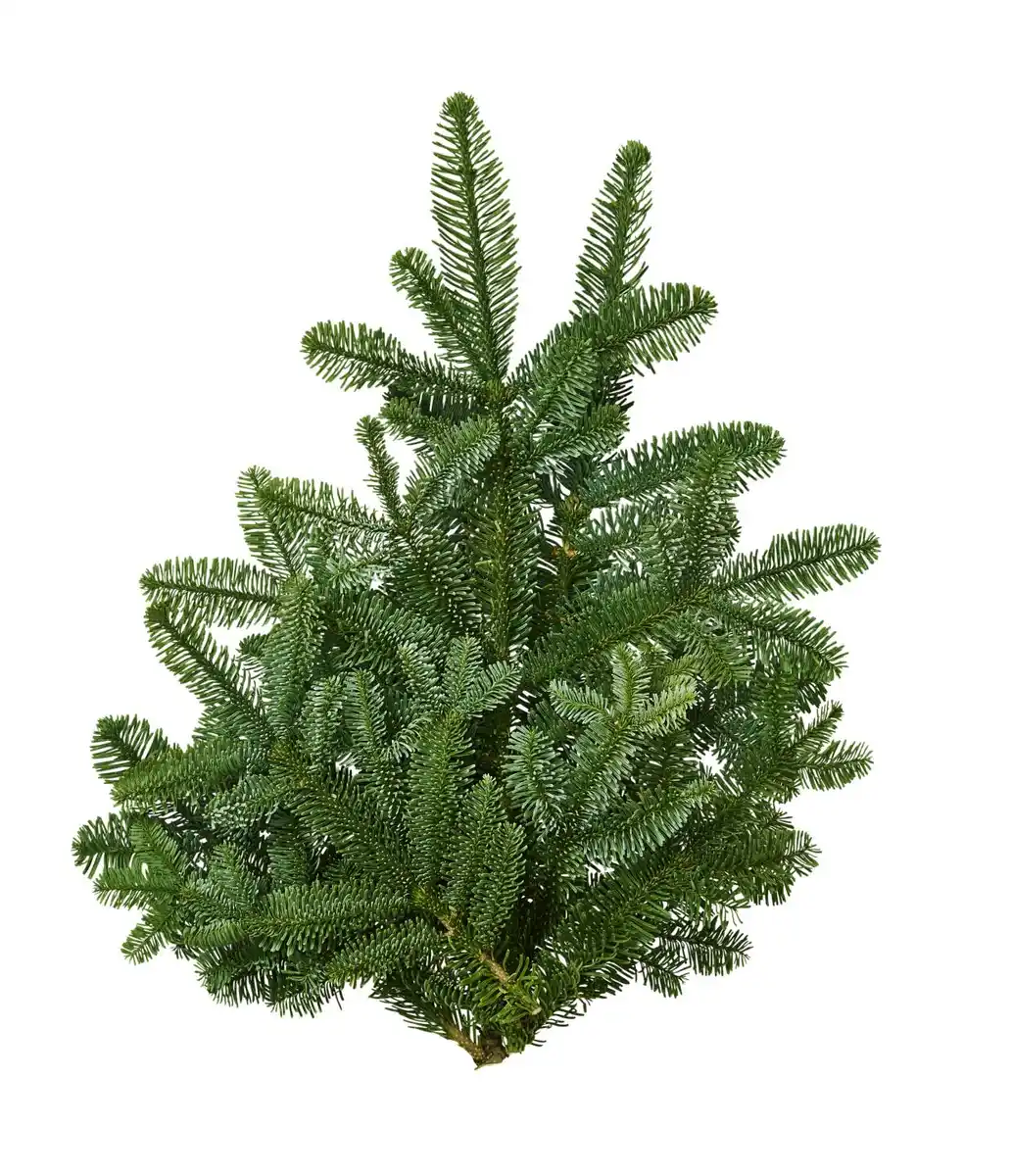 Bild 1 von Schnittgrün 2,5kg, Bund