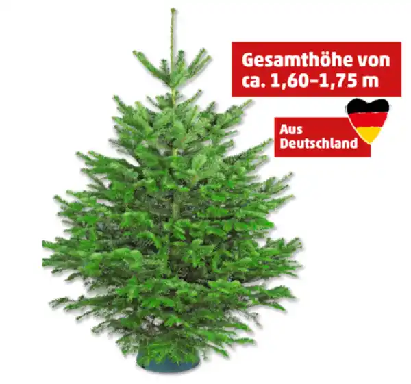 Bild 1 von Nordmanntanne*