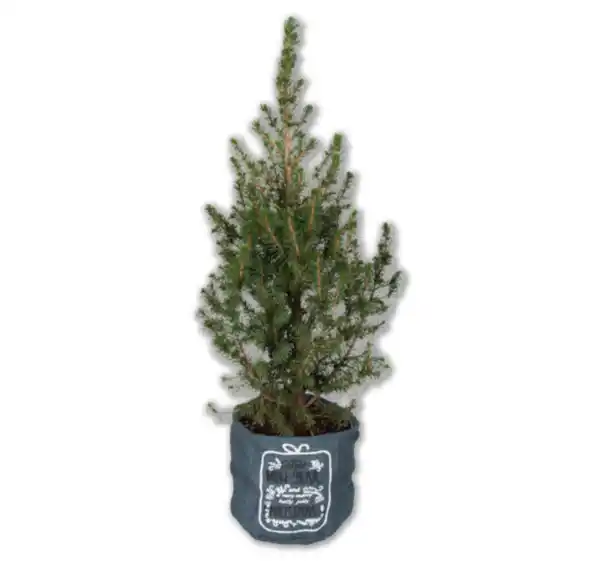 Bild 1 von Zuckerhutfichte*