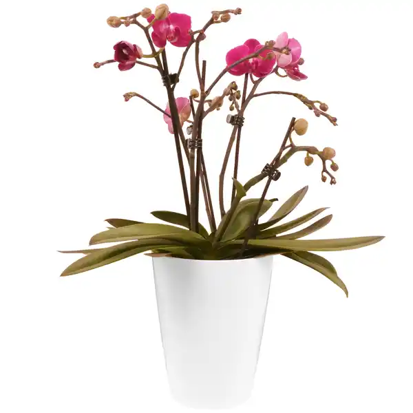 Bild 1 von Schmetterlingsorchidee verschiedene Farben 5 Rispen im Kunststoff-Übertopf 12 cm Topf