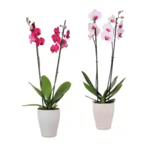 GARDENLINE Phalaenopsis