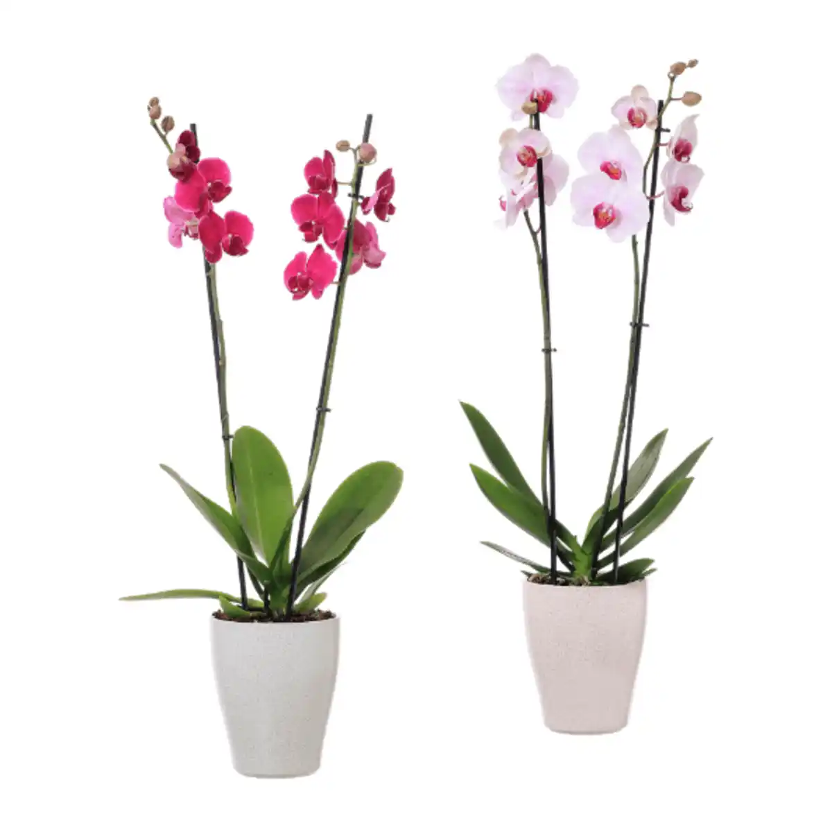 Bild 1 von GARDENLINE Phalaenopsis