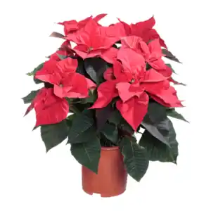 GARDENLINE Weihnachtssternbusch