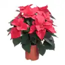 Bild 1 von GARDENLINE Weihnachtssternbusch