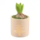 Bild 3 von GARDENLINE Hyazinthe in Weihnachtskeramik