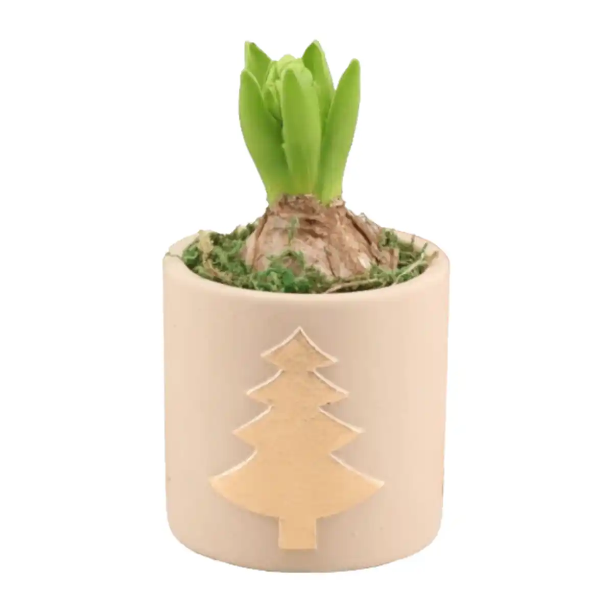 Bild 3 von GARDENLINE Hyazinthe in Weihnachtskeramik