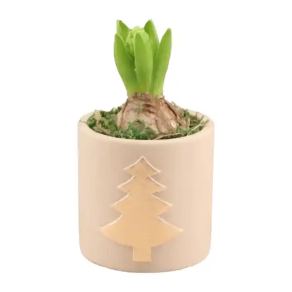 Bild 3 von GARDENLINE Hyazinthe in Weihnachtskeramik