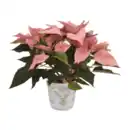 Bild 4 von GARDENLINE Weihnachtsstern