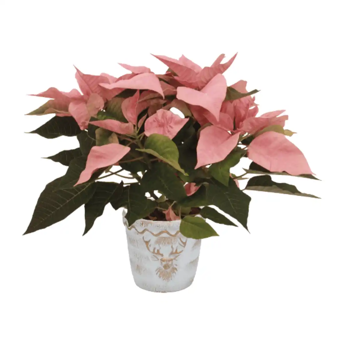 Bild 4 von GARDENLINE Weihnachtsstern