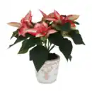 Bild 2 von GARDENLINE Weihnachtsstern