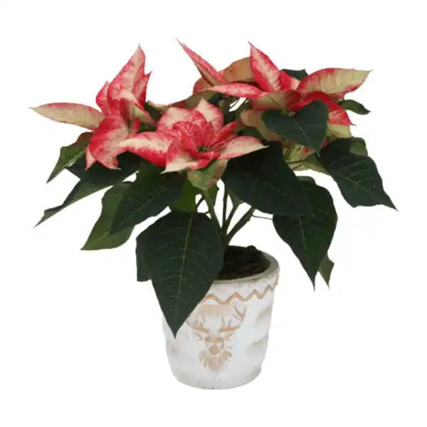 Bild 2 von GARDENLINE Weihnachtsstern