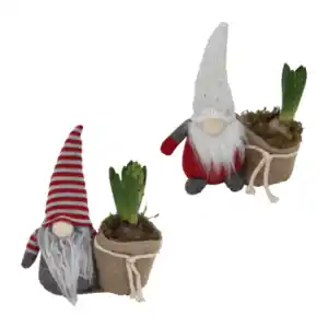 GARDENLINE Hyazinthe