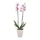 Bild 3 von GARDENLINE Phalaenopsis