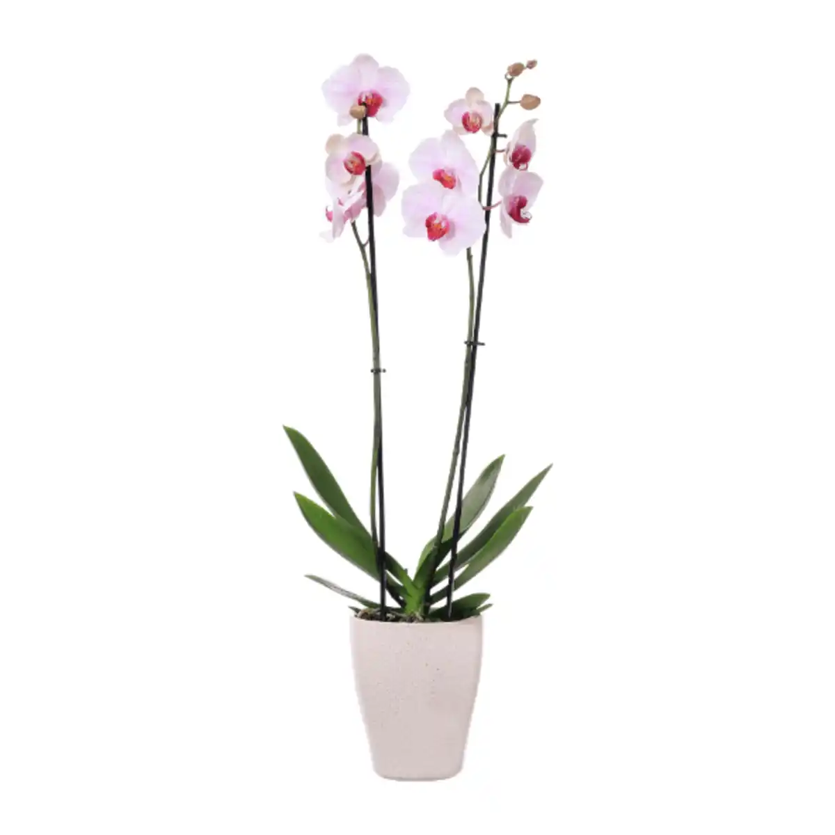 Bild 3 von GARDENLINE Phalaenopsis