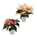 Bild 1 von GARDENLINE Weihnachtsstern