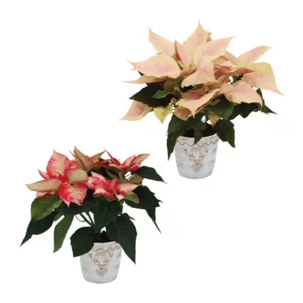 Bild 1 von GARDENLINE Weihnachtsstern